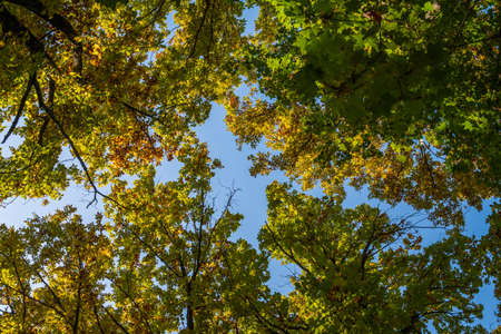 Tree crowns with green-yellow leaves against a blue sky. An autumn landscapeの写真素材