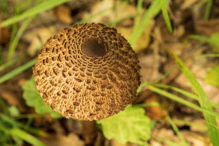 Close-up of the brown cap mushroom umbrella colorful among the leaves and grass. Edible forest mushroom. Top viewの写真素材