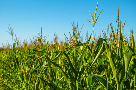 Field with young green stems of corn on a blue background. Corn growing business on a private farmの写真素材