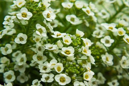 A close-up of the white lobularia flowers in the backyard. Dewdrops can be seen on the green leaves. selective focusの写真素材