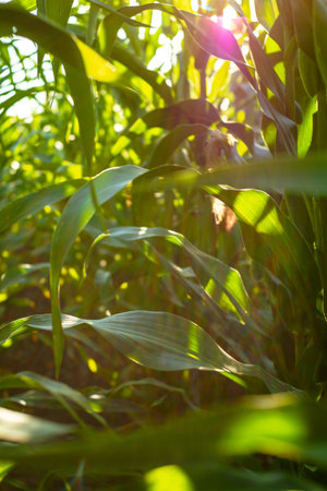 Juicy green corn leaves illuminated by beautiful sunlight. selective focus. The business of growing...