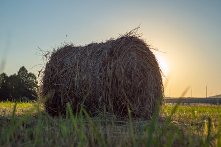 Close-up of a round bale of hay in a freshly cut field. bottom angle. In the background trees, blue sky and the setting sun. Stockpiling hay for the winter to feed cattleの写真素材