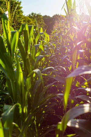 Green corn leaves in even rows in a field in beautiful sunlight. selective focus. The business of growing corn on a private farmの写真素材