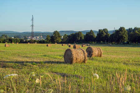 Round bales of hay scattered on a freshly mowed field With trees, mountains and blue sky in the...
