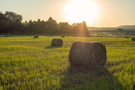 Round bales of hay in a field of green grass at sunset. Trees and sky in the background. Stock of hay for the winter to feed cattleの写真素材