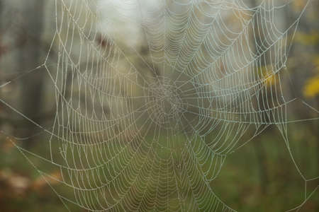 Close-up of white threads of spider web with dew drops in the autumn forest. Blurry green background. Spider web in the morning forestの写真素材