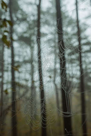 Spider web with dew drops on the background of blurred trunk of pine trees. Spider web in the morning foggy forestの写真素材