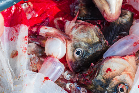 Fish heads, tails, scales, blood and swim bladders. close-up. Leftovers from cutting up fresh fishの写真素材