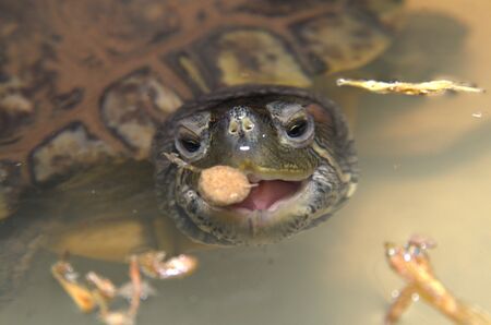 Closeup of a water turtle at meal time.の写真素材