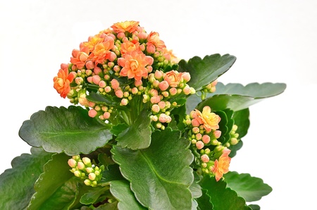 Blooming pink Kalanchoe isolated on a white backgroundの写真素材