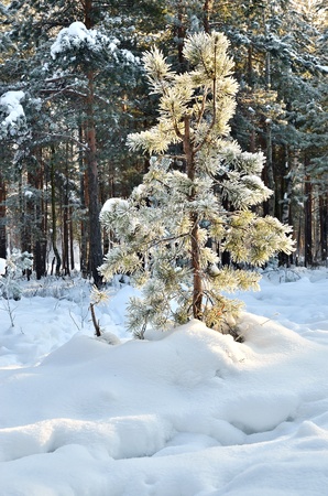 A small pine tree in snowy woodsの写真素材
