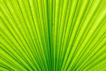Leaf of palm treeの写真素材