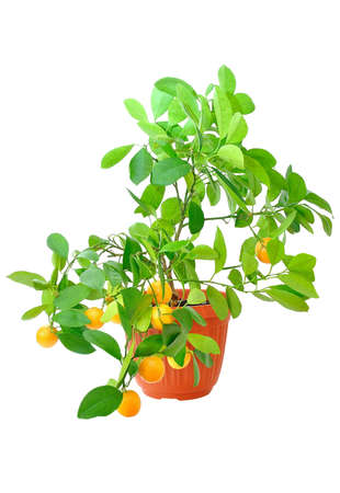 Citrusの写真素材