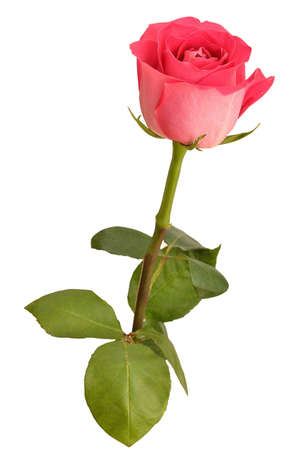 Pink rose isolated on white backgroundの写真素材