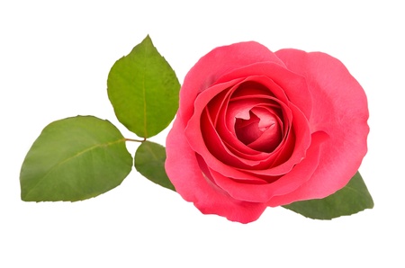 Pink rose isolated on white backgroundの写真素材