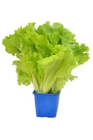 Fresh lettuce in a pot isolated on white backgroundの写真素材
