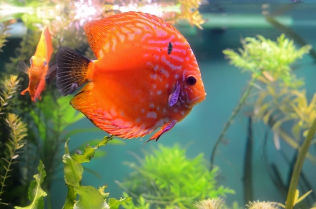 Orange discus fish in the aquariumの写真素材