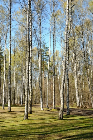 Birch in the spring parkの写真素材