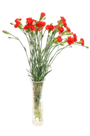 Bouquet of red carnation flowers in the glass vase isolated on white backgroundの写真素材