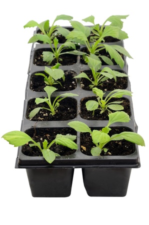 Seedlings of aster flowers in containers isolated on white backgroundの写真素材