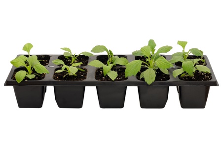 Seedlings of aster flowers in containers isolated on white backgroundの写真素材