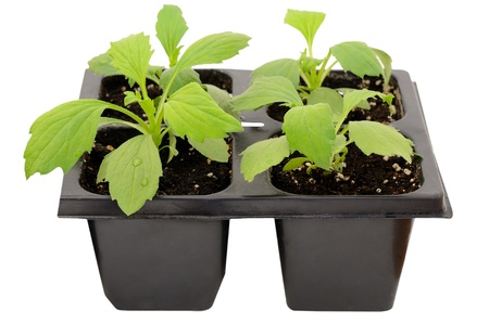 Young aster flower seedlings isolated on white backgroundの写真素材