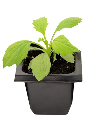 Young aster flower seedlings isolated on white backgroundの写真素材