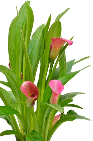 Close up flower pink Zantedeschia isolated on white backgroundの写真素材