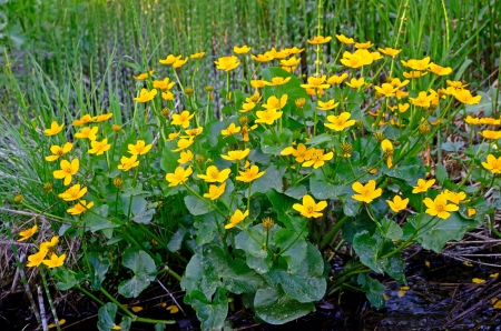 Marsh Marigold (Caltha palustris) in the swampの写真素材