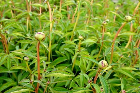 Unopened peony bud in the gardenの写真素材