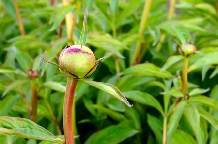 Unopened peony bud in the gardenの写真素材