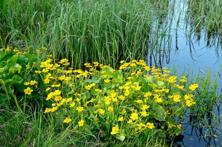 The vegetation of the swamp  Marsh Marigold  Caltha palustris  in the swampの写真素材