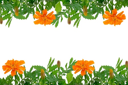 Bright Tagetes flowers frame with empty spaceの写真素材