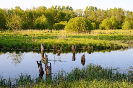 Bog in a spring seasonの写真素材