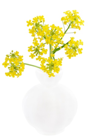 Barbarea vulgaris flowers in the ceramic vase isolated on white backgroundの写真素材