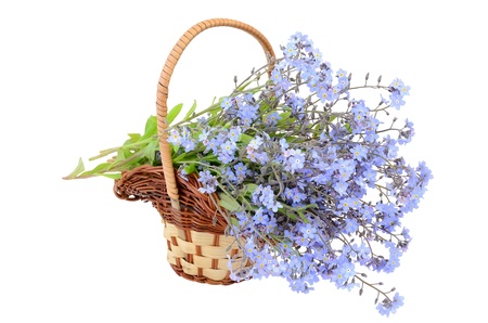 Bouquet of forget-me-not flowers in the wicker basket on a white backgroundの写真素材