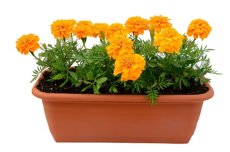 Tagetes flower seedlings in balcony flowerpot isolated on white backgroundの写真素材