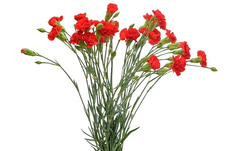 Bouquet of red carnations isolated on white backgroundの写真素材