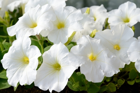 Close-up flowers of white petuniasの写真素材
