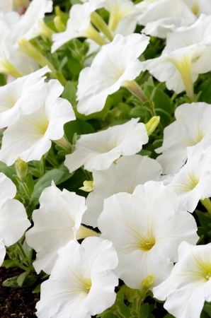 Close-up flowers of white petuniasの写真素材
