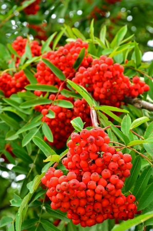 Close up bright rowan berries on a treeの写真素材