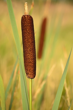 Close up reed in the swampの写真素材