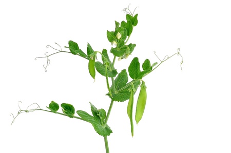 Branch of young green peas isolated on a white backgroundの写真素材