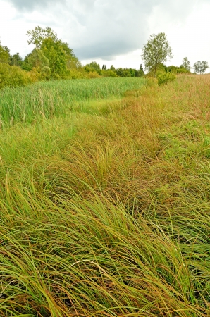 The lush grass in the swampの写真素材