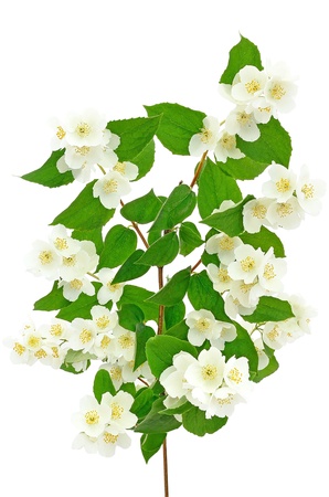 Beautiful branch of jasmine with many flowersの写真素材