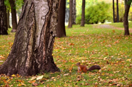 Squirrel sitting on the ground in the autumn parkの写真素材
