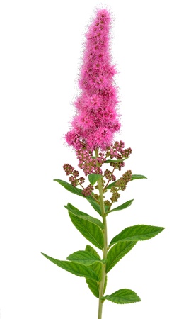Astilbe flower isolated on white backgroundの写真素材