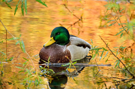 The beautiful mallard duck sitting in the bushes on the pond, the water in the reflection of...