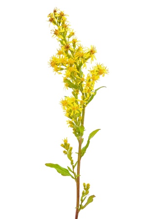 Goldenrod  Solidago virgaurea  flower isolated on white backgroundの写真素材