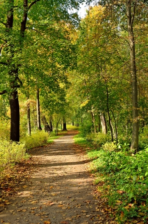 The path in a beautiful autumn parkの写真素材